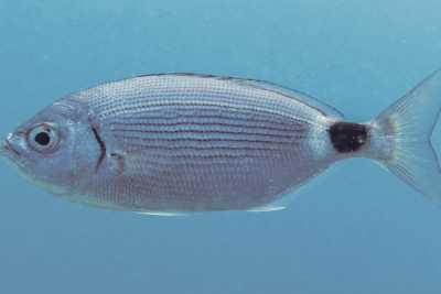 Lo strano caso dei pesci che mordono i bagnanti: quali specie sono, che cosa cercano e perch� lo fanno